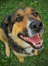 Close-up portrait of dog