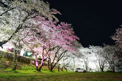 View of cherry blossom trees in park at night
