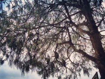 Low angle view of bare trees against sky