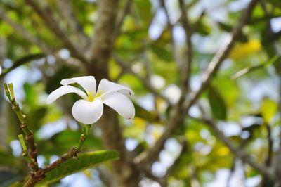 Close-up of flower growing on tree