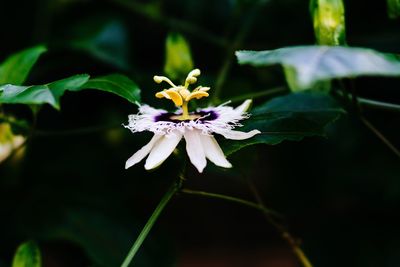 Close-up of flower blooming outdoors