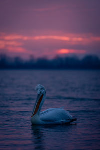 Close-up of pelican