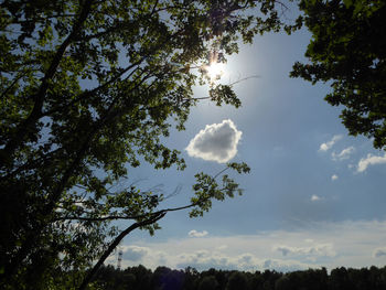 Low angle view of trees against sky on sunny day