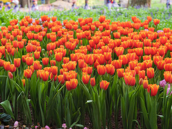 Close-up of tulips in field