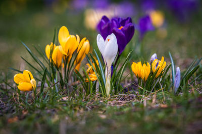 Close-up of purple crocus flowers on field