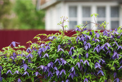 Close-up of purple flowering plants