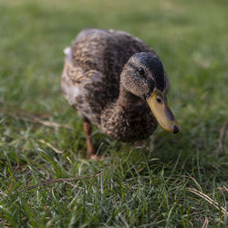 Close-up of mallard duck on field