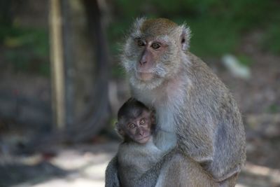 Close-up of monkey against blurred background