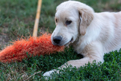 Dog sitting on grass