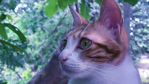 Close-up of a cat looking away