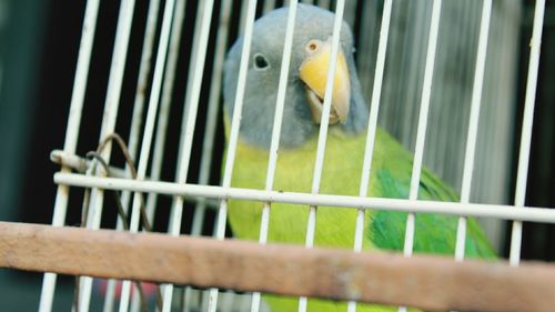 Close-up of parrot in cage