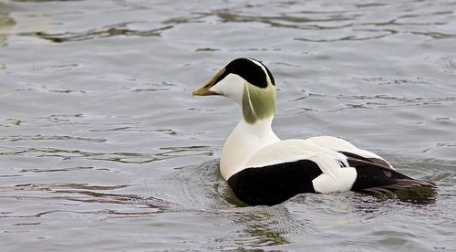 Duck swimming in lake