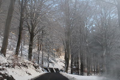 Road amidst bare trees in forest during winter