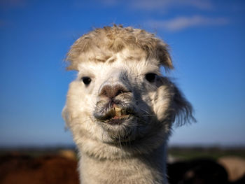 Close-up portrait of a alpaca 