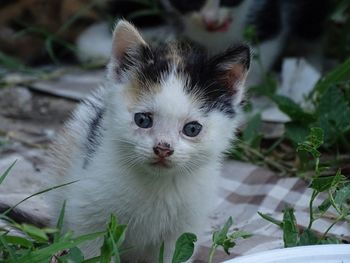 Close-up of cat