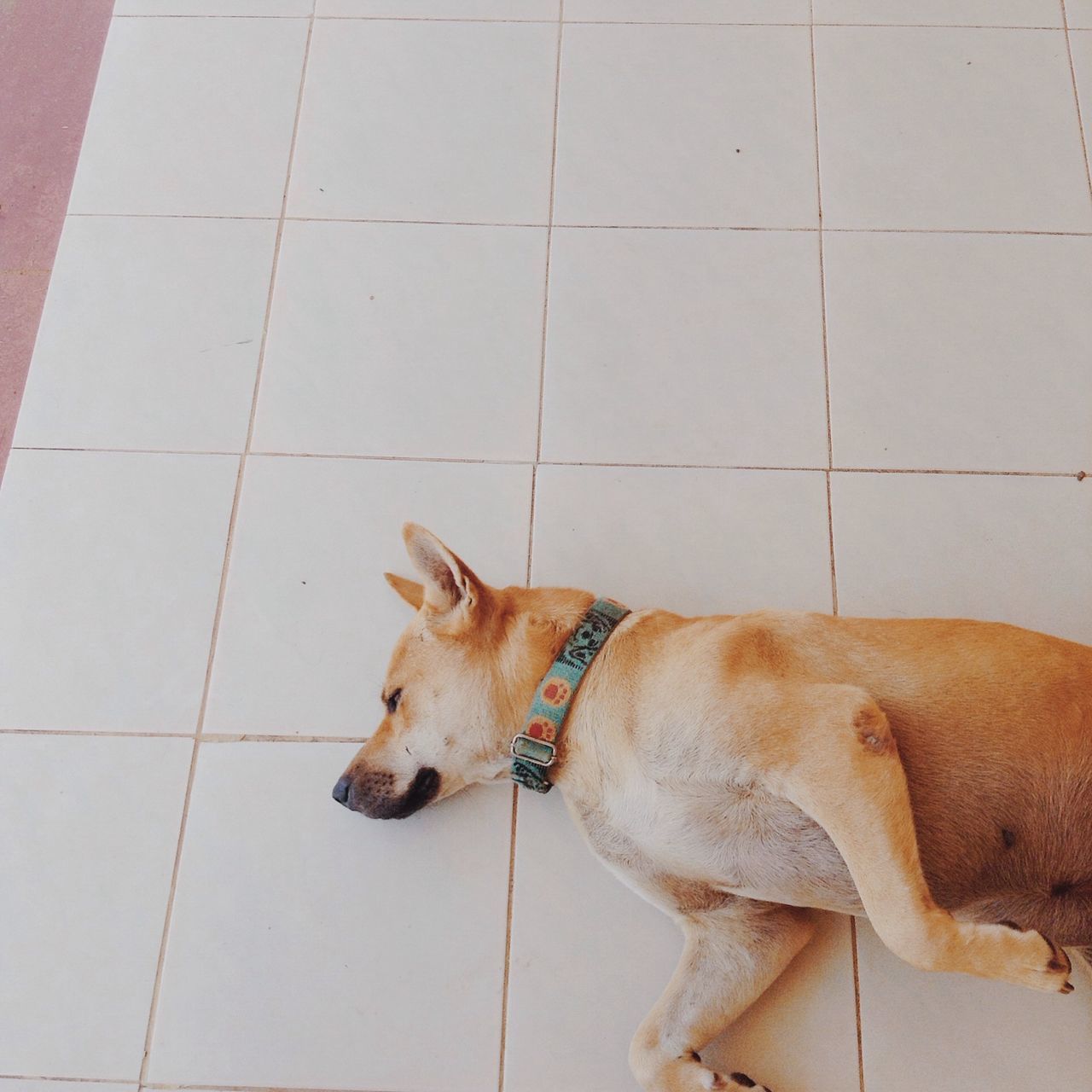 animal themes, domestic animals, mammal, one animal, dog, pets, relaxation, indoors, lying down, resting, wall - building feature, high angle view, brown, sitting, low section, sleeping, day, tiled floor, relaxing, sunlight