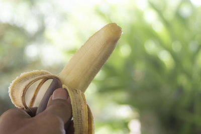 Close-up of hand holding plant