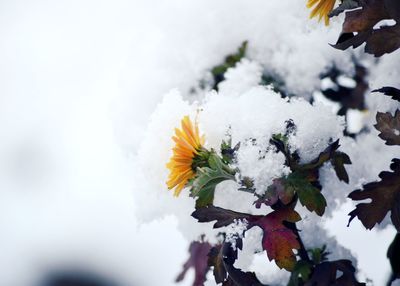 Close-up of snow covered plant