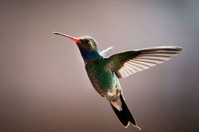 Close-up of bird flying against blurred background