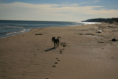 Dog on beach