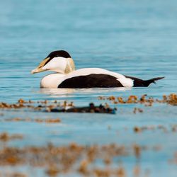 Side view of a duck swimming in lake