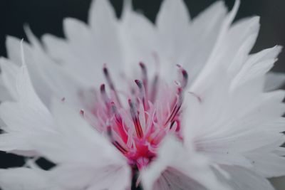 Close-up of white flower