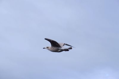 Low angle view of bird flying