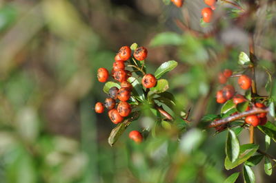 Close-up of red berries