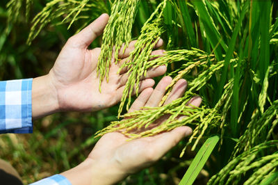 Cropped image of hand holding plant