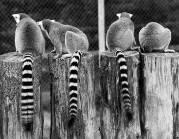 Rear view of lemurs sitting on tree stumps