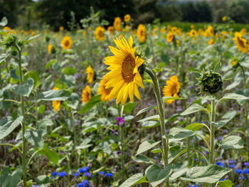 Close-up of sunflower on field