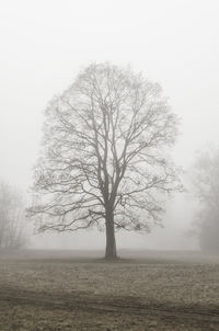 Bare tree on landscape against clear sky