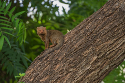 Lizard on tree trunk