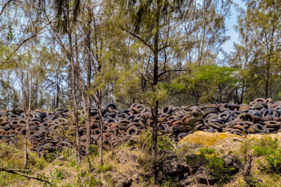 View of a forest