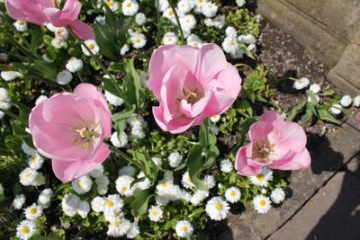 Close-up of pink flower