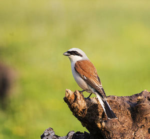 Bird perching on a branch