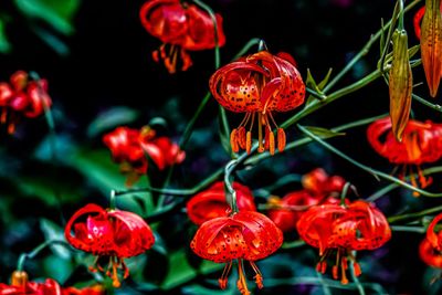 Close-up of red flowering plants