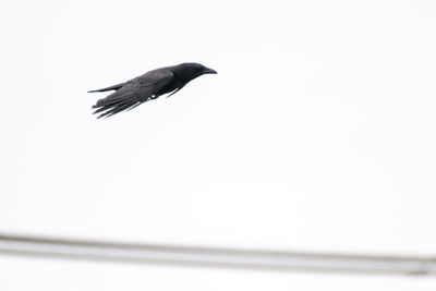 Close-up of bird perching on white background