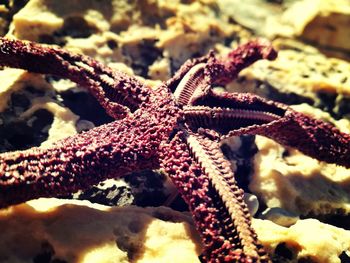 Close-up of crab on beach