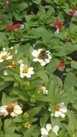 High angle view of bee on white flowers