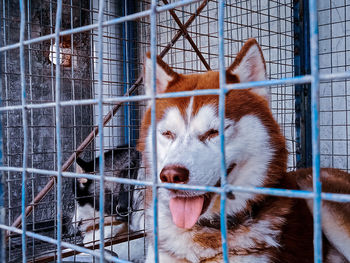 Close-up of dog in cage