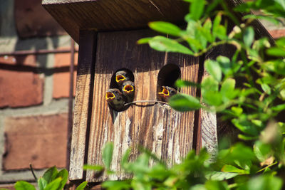 Close-up of a bird on wood