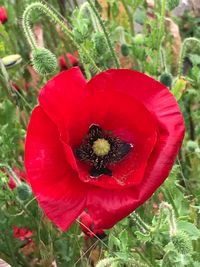 Close-up of red poppy flower on field