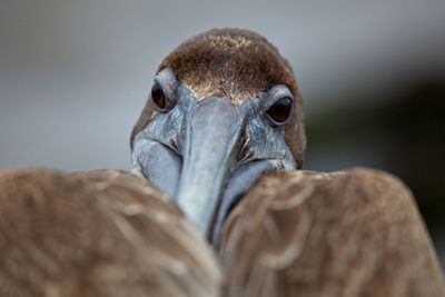 Head on closeup of galapagos brown pelican pelecanus occidentalis urinator in galapagos islands