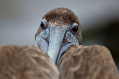 Close-up portrait of a bird