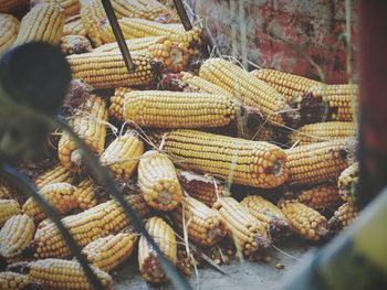 Close-up of corn at a farm