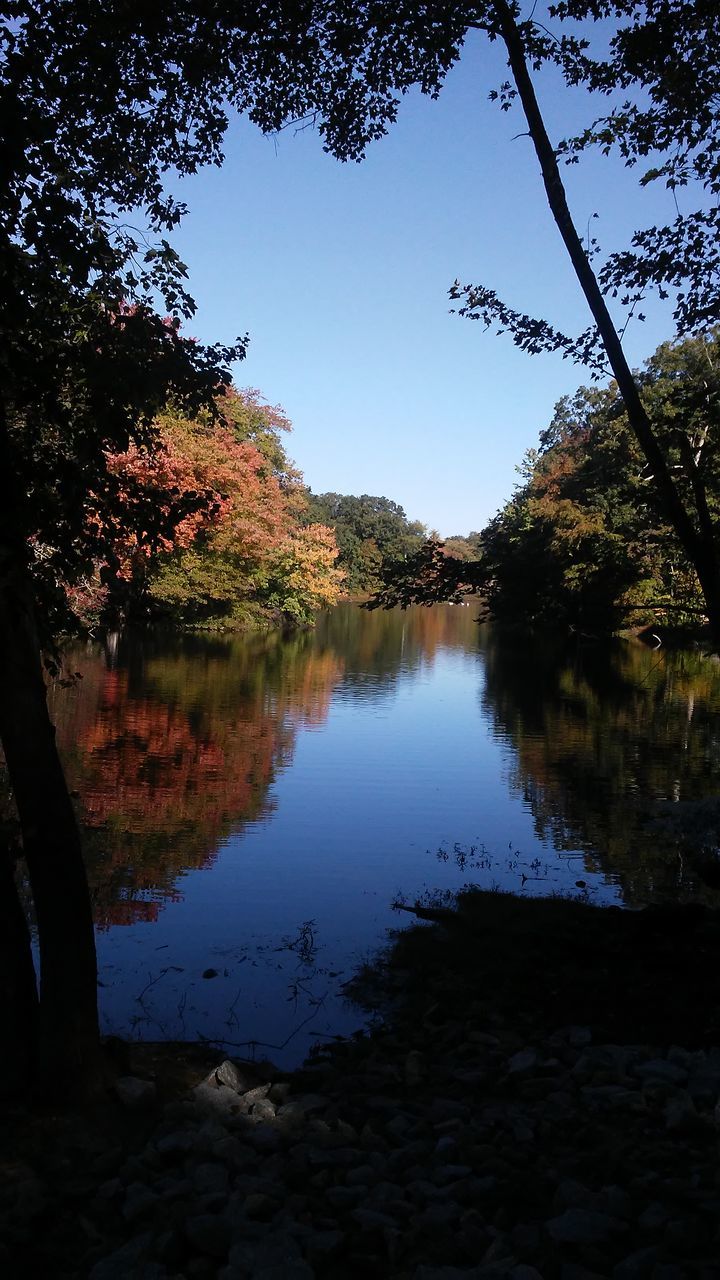 tree, water, tranquil scene, reflection, tranquility, clear sky, scenics, growth, branch, nature, beauty in nature, day, non-urban scene, outdoors, riverbank, no people, non urban scene, remote, distant