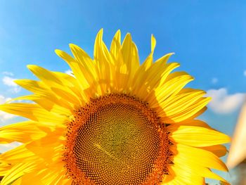 Close-up of sunflower against sky