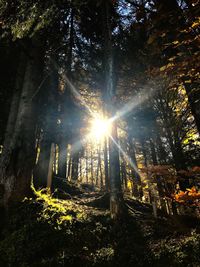 Trees in forest against sky