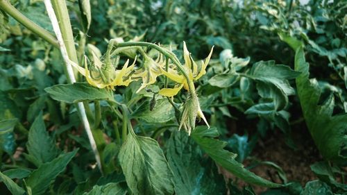 Close-up of plant